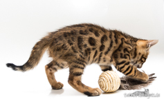 Bengalkatzen Thüringen